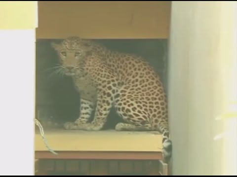 leopard prowls through busy indian street