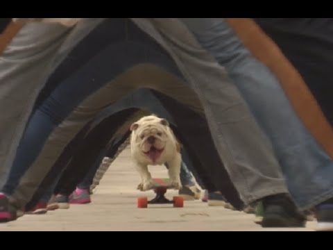 bulldog skateboards through legs of 30 people