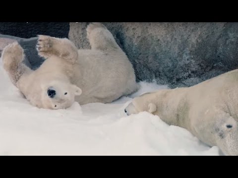 polar bears get a snow day