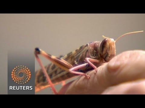 researchers taking power of locust