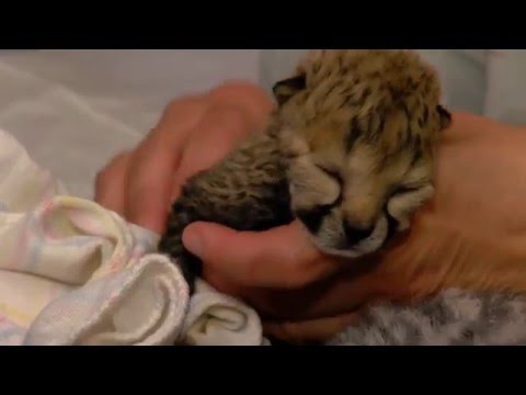 premature cheetah cubs delivered by csection