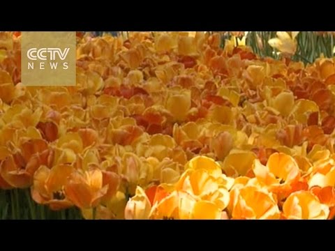 istanbul celebrates international tulip festival