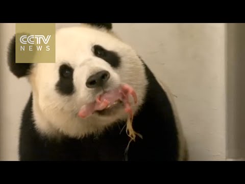 first panda born in belgium zoo