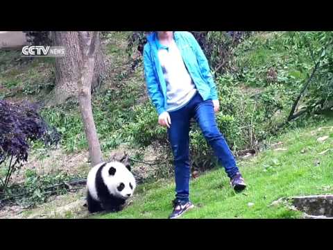 footage young giant panda takes a tumble off broken tree