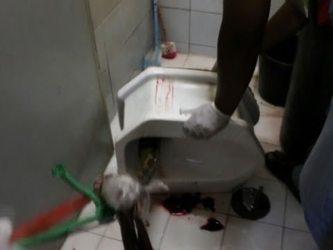 snake bites thai man using toilet