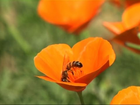 launches largest urban biodiversity study