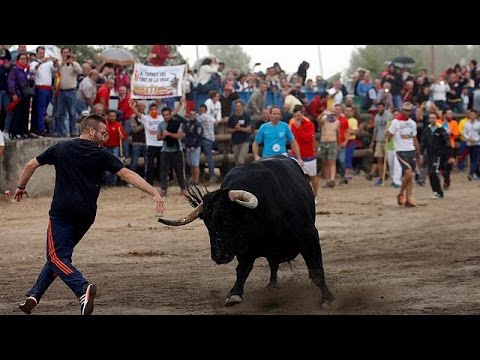 toro de la pena bulllancing festival spurs controversy in spain