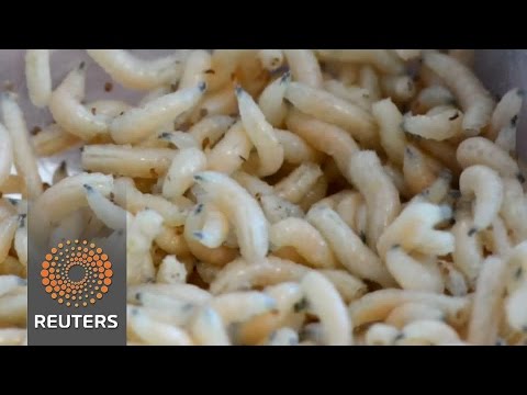 maggots under microscope for superbugkilling secretions