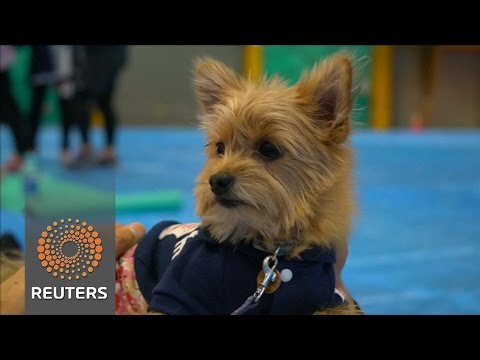 dog yoga record broken in japan