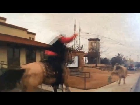 cops and cowboys chase steer