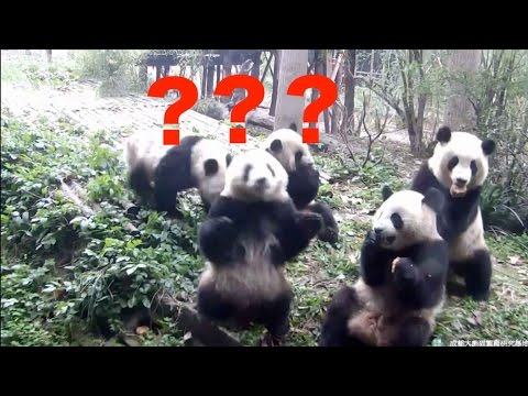 footage confused panda battles