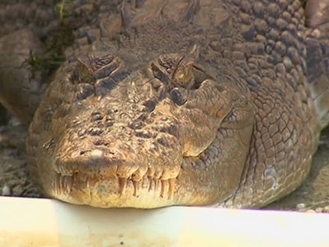 crocodile bites aussie golfer looking for ball