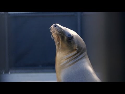 see a baby seal while youre