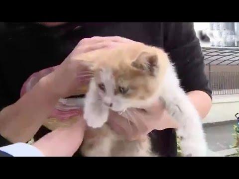 kitten trapped behind glass wall for three days