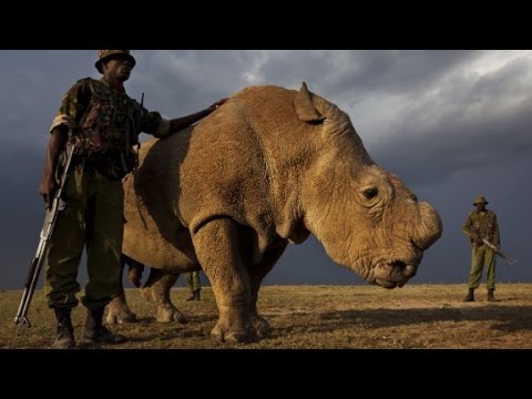 last male northern white rhino in world