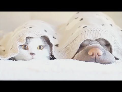 cat and dogs adorable friendship