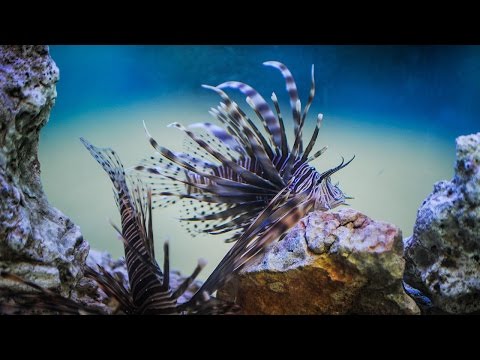 pitches in to control invasive lionfish