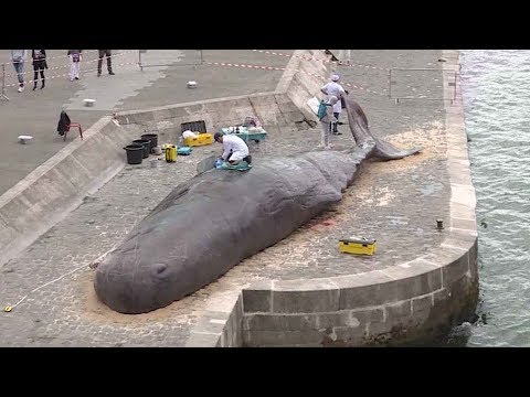 sacrebleu sperm whale washes up in paris