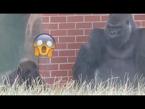 frustrated gorilla takes it out on son