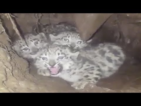 forest rangers find three snow leopard cubs