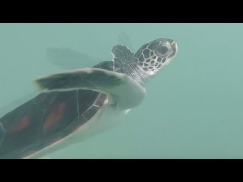 bon voyage 83 endangered sea turtles off to sea