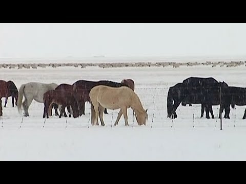 sudden snowfall impacts crops in china’s