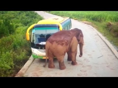 elephant attacks vehicles