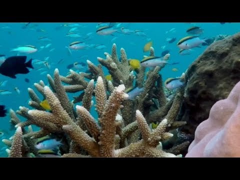 research with coral larvae