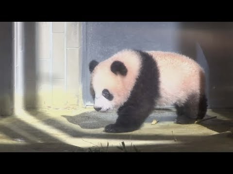 japan’s baby panda