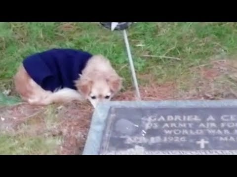 loyal dog refuses