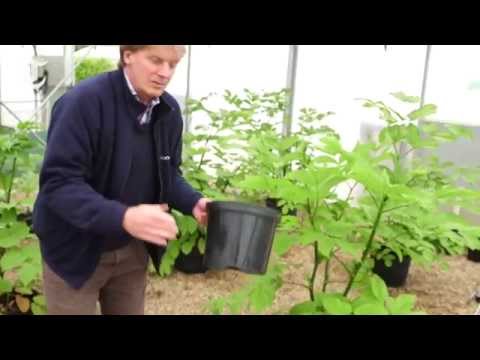 how plants are prepared for rhs chelsea flower show 2015