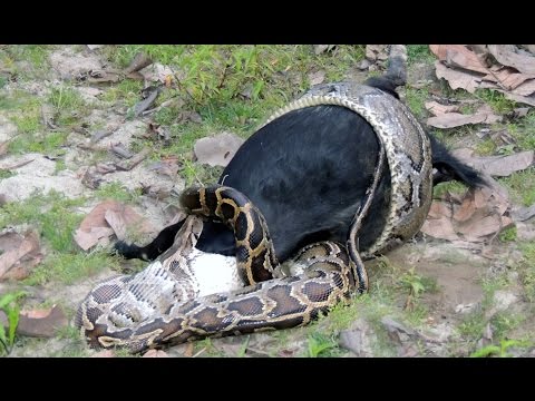 python devours goat whole