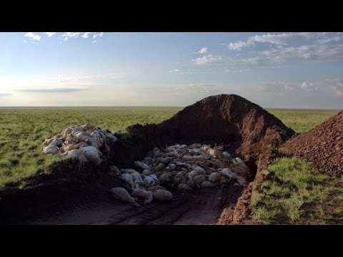 120000 antelopes die in 10 days