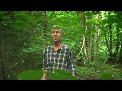 combing the woods for the escaped killers