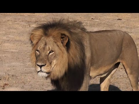 zimbabwe hunts killer of cecil the lion