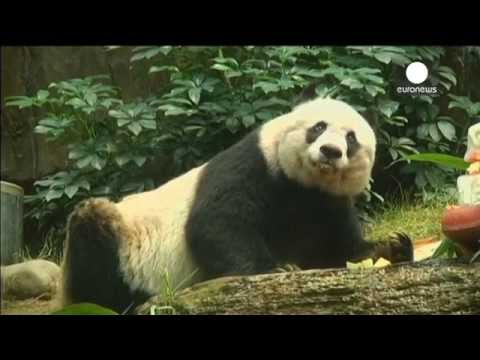 37yearold panda celebrates breaking world record