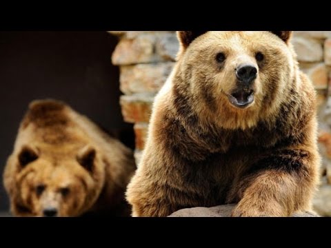 global bear the contagion out of china