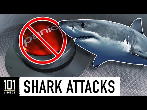 some of the reasons for shark attacks