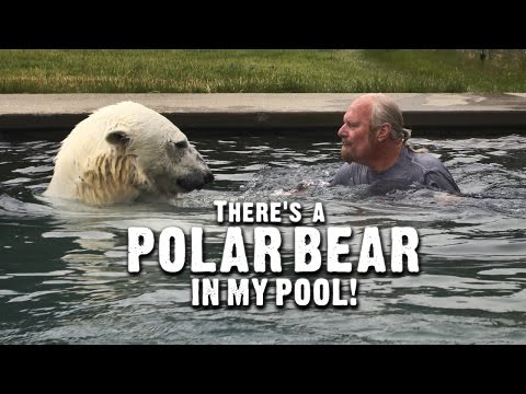 theres a polar bear in my pool