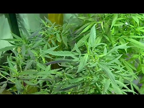 mexico court ruling sparks marijuana legalisation hopes