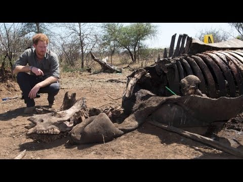 prince harry rips poachers