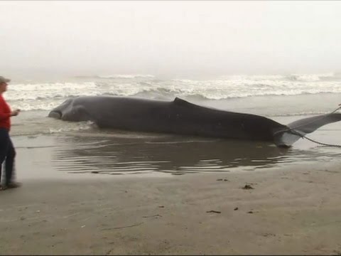 whale stranded in surf off texas beach dies