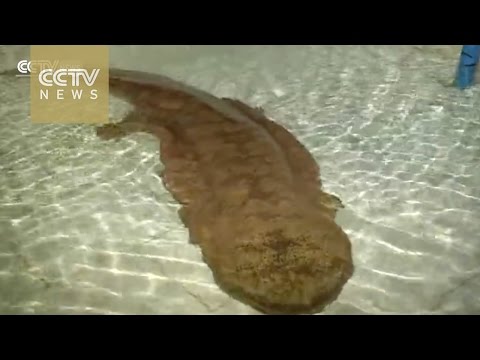 a fisherman in chongqing municipality has found a wild giant salamander