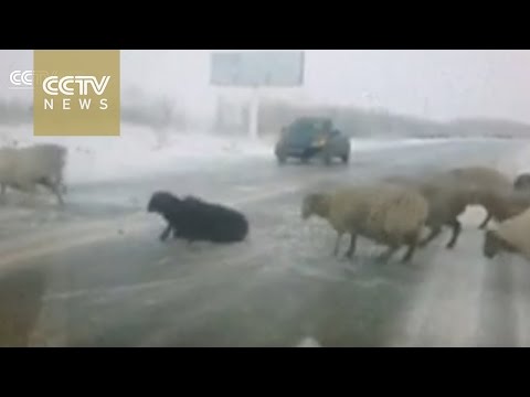 xinjiang uygur autonomous region’s heavy snowfall has affected everyone